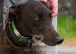 Isabel 2 Greyhound