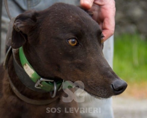 Isabel 2 Greyhound