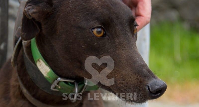 Isabel 2 Greyhound