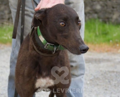 Isabelle 2 Greyhound