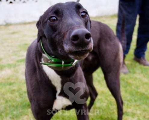 Majesty Greyhound