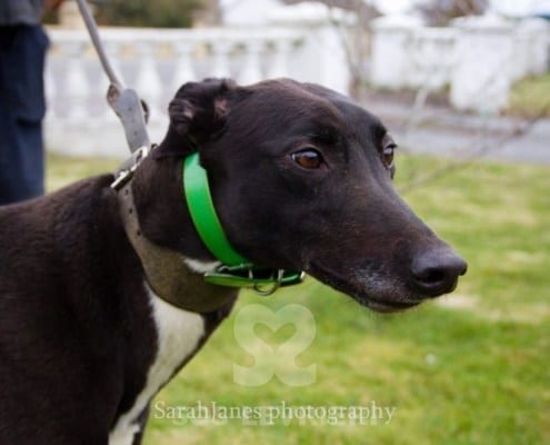 Majesty Greyhound