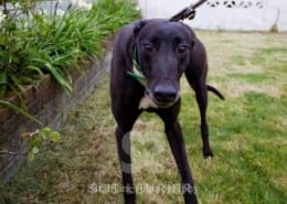 Majesty Greyhound