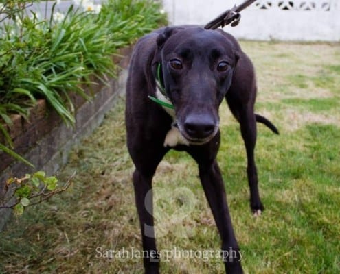Majesty Greyhound