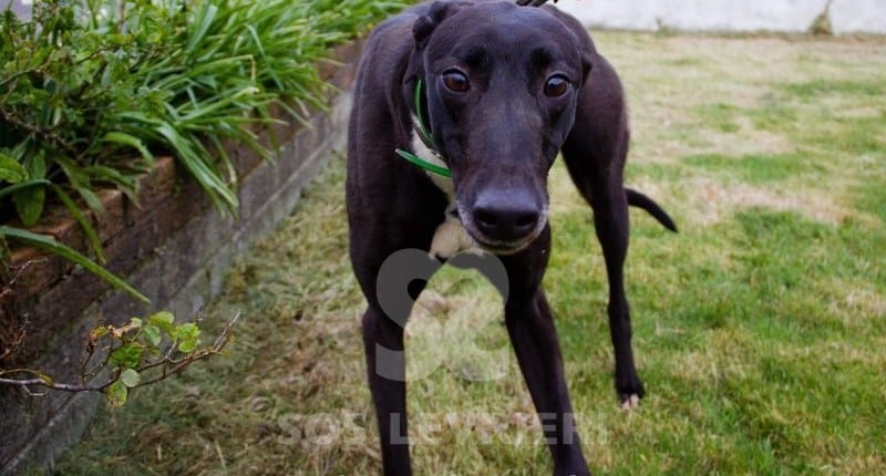 Majesty Greyhound