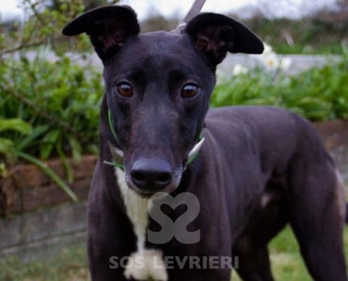 Majesty Greyhound