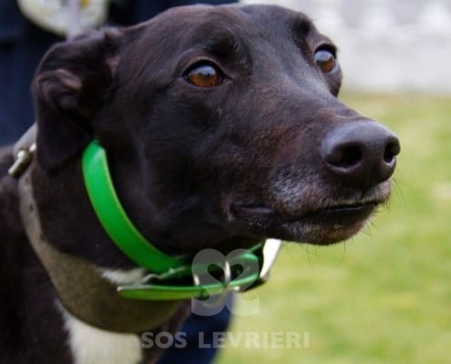 Majesty Greyhound