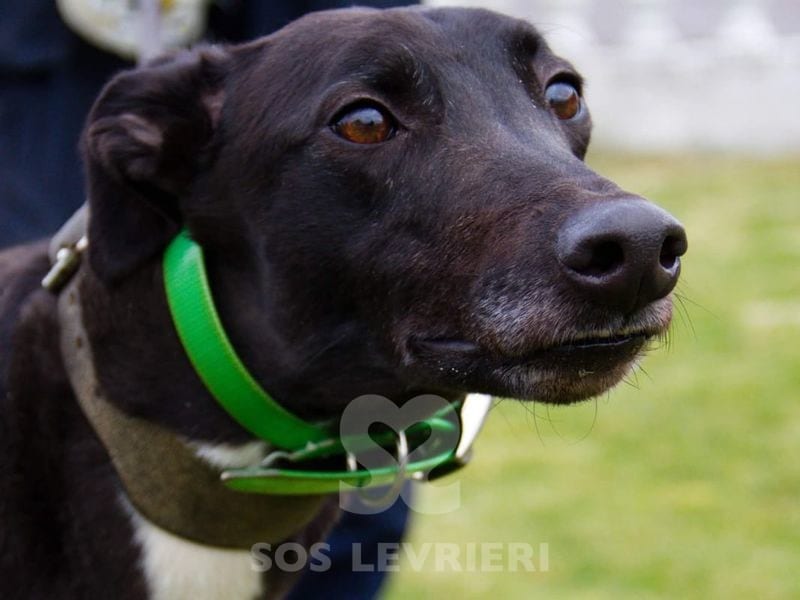 Majesty Greyhound