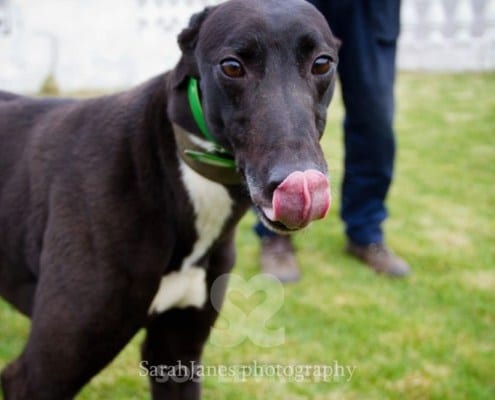 Majesty Greyhound
