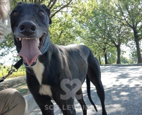 Majesty Greyhound