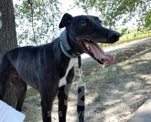 Majesty Greyhound
