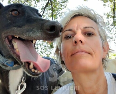 Majesty Greyhound