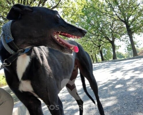 Majesty Greyhound