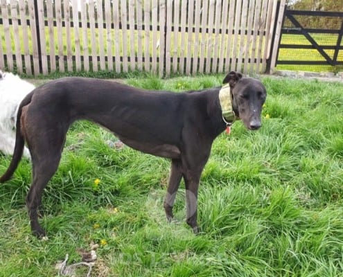 Misty 3 Greyhound