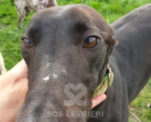 Misty 3 Greyhound