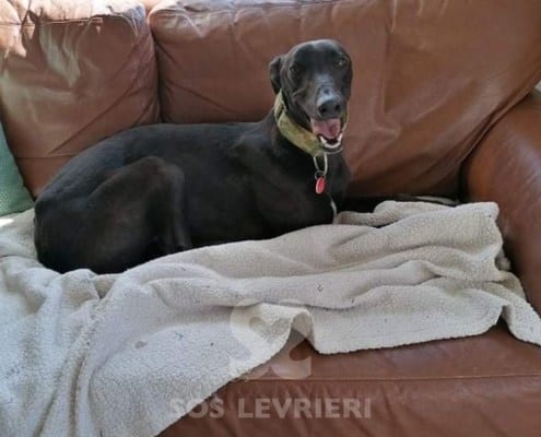 Misty 3 Greyhound