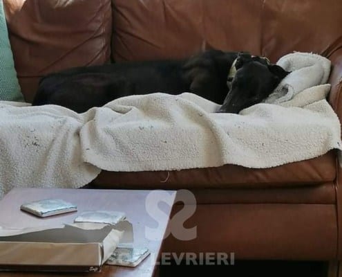Misty 3 Greyhound