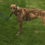 Tilly Greyhound