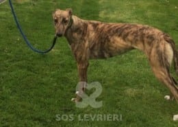 Tilly Greyhound