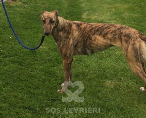 Tilly Greyhound