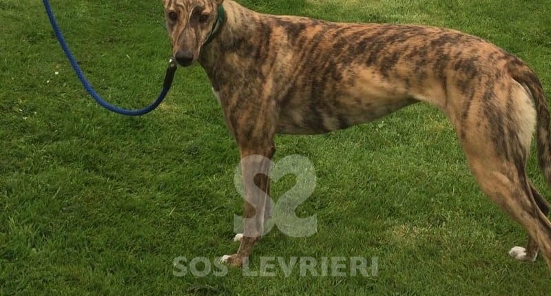 Tilly Greyhound