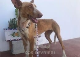 Zita Podenco