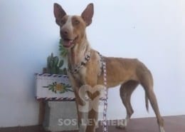 Zita Podenco