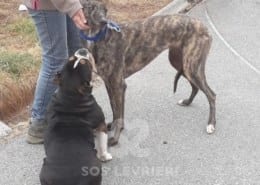 Annie 2 Greyhound