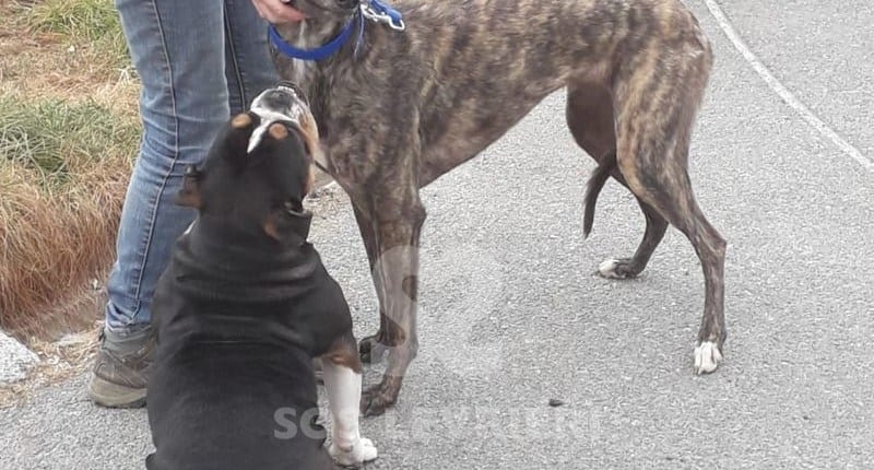 Annie 2 Greyhound