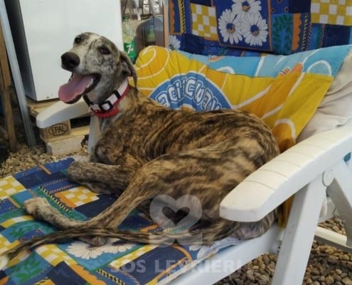 Asterix Galgo