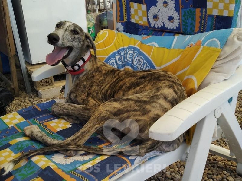 Asterix Galgo