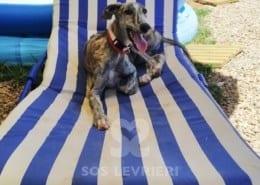 Asterix Galgo
