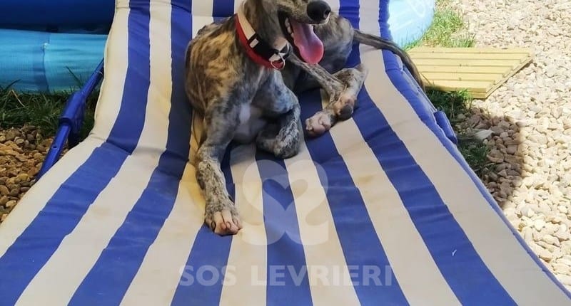 Asterix Galgo