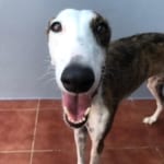 Candy 2 Galgo
