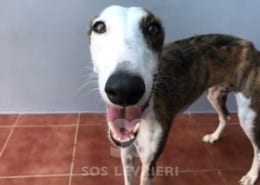 Candy 2 Galgo