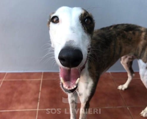 Candy 2 Galgo