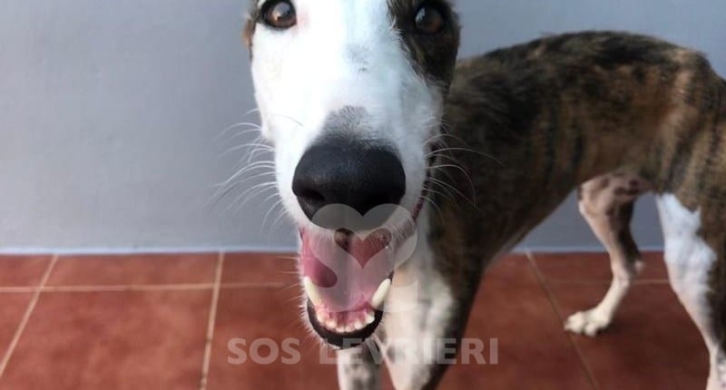 Candy 2 Galgo