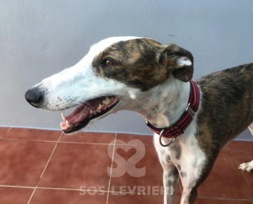 Candy 2 Galgo
