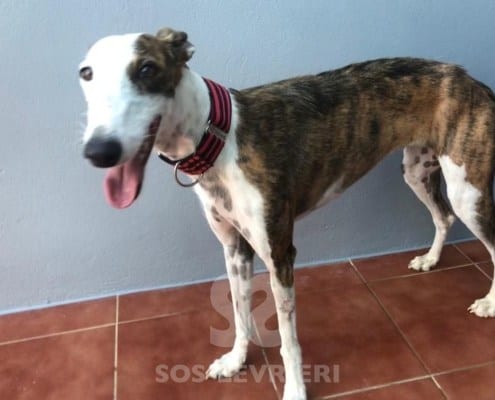 Candy 2 Galgo