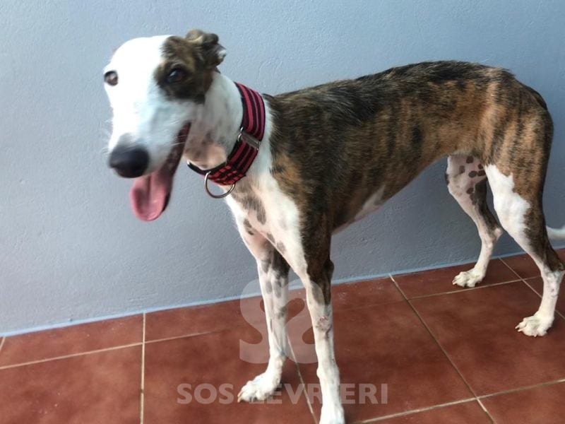 Candy 2 Galgo