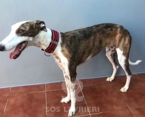 Candy 2 Galgo