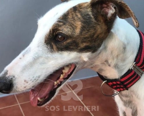 Candy 2 Galgo