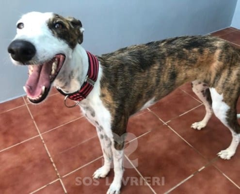 Candy 2 Galgo