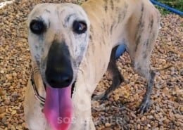 Miel Galgo
