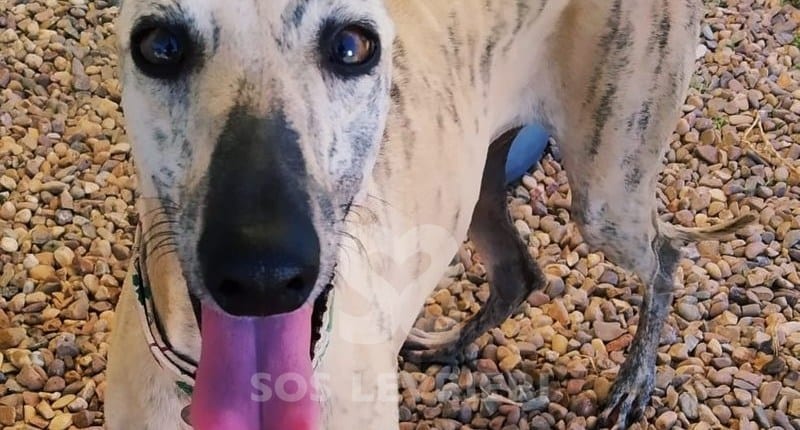 Miel Galgo