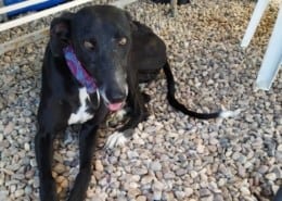 Nerea Galgo