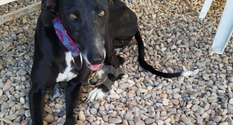 Nerea Galgo