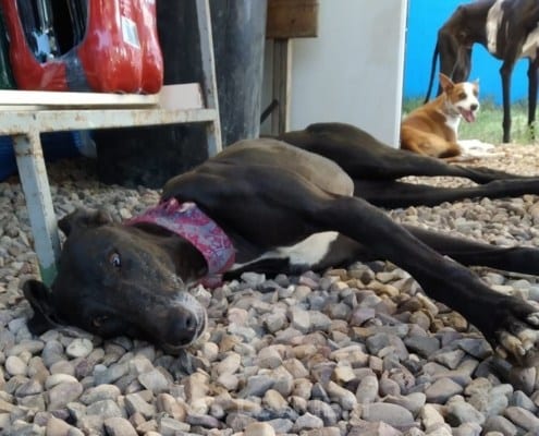 Nerea Galgo