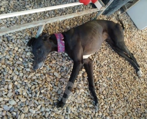 Nerea Galgo