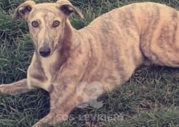 Thor Greyhound